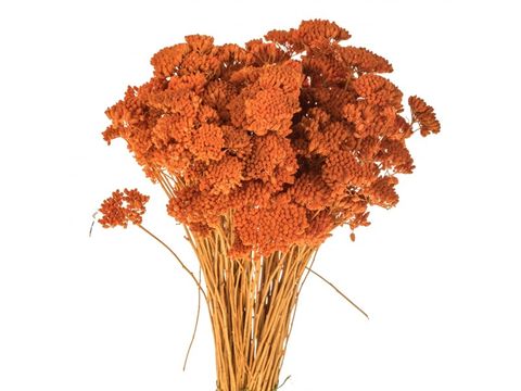 Achillea Filipendula- cam