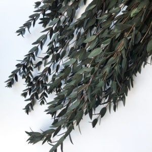 Lá Gunni Eucalyptus Parvifolia preserved-xanh lá