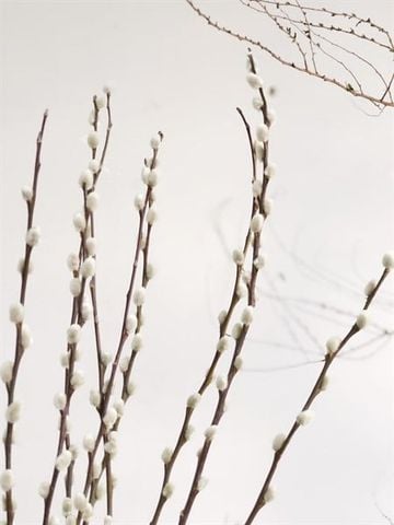 Nụ tầm xuân màu trắng 80cm