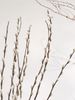 Nụ tầm xuân màu trắng 80cm