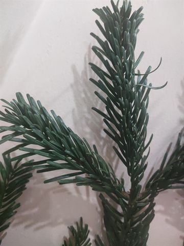 Cành thông Nordman