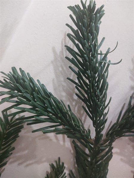 Cành thông Nordman