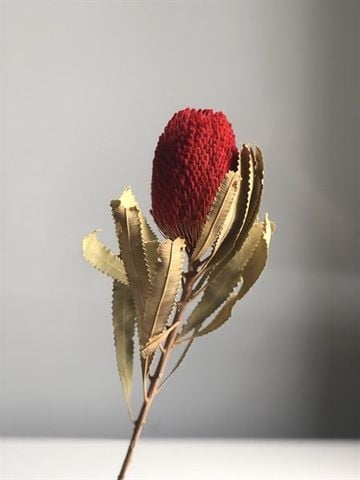 Banksia Protea/Menziesii lá lớn - nhuộm các màu