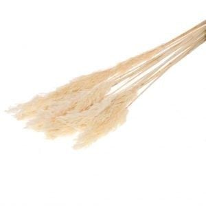 Cỏ lau-S-trắng (bông: 30-50 cm)