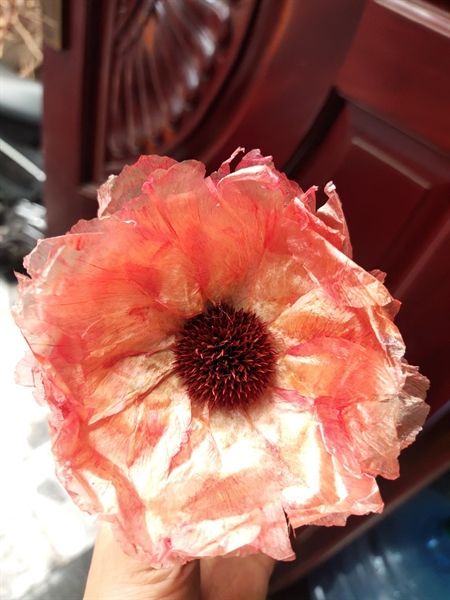 Thu mẫu đơn không cành màu đỏ