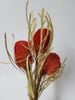 Banksia hookeriana (lá nhỏ)-đỏ