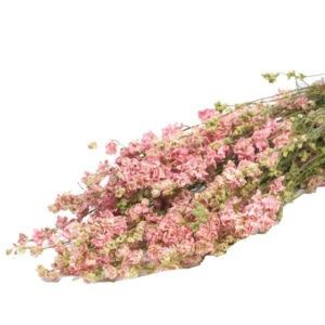 Phi yến-màu hồng (Delphinium)