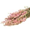 Phi yến-màu hồng (Delphinium)