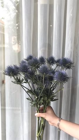 Nhím biển tròn to Hà Lan