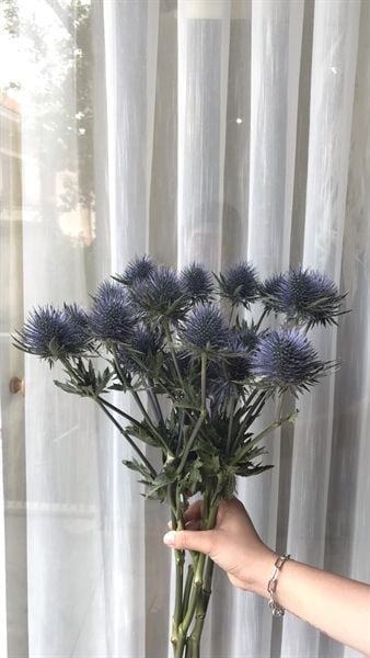 Nhím biển tròn to Hà Lan