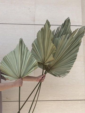 Lá cọ khô- size M / Palm leaves