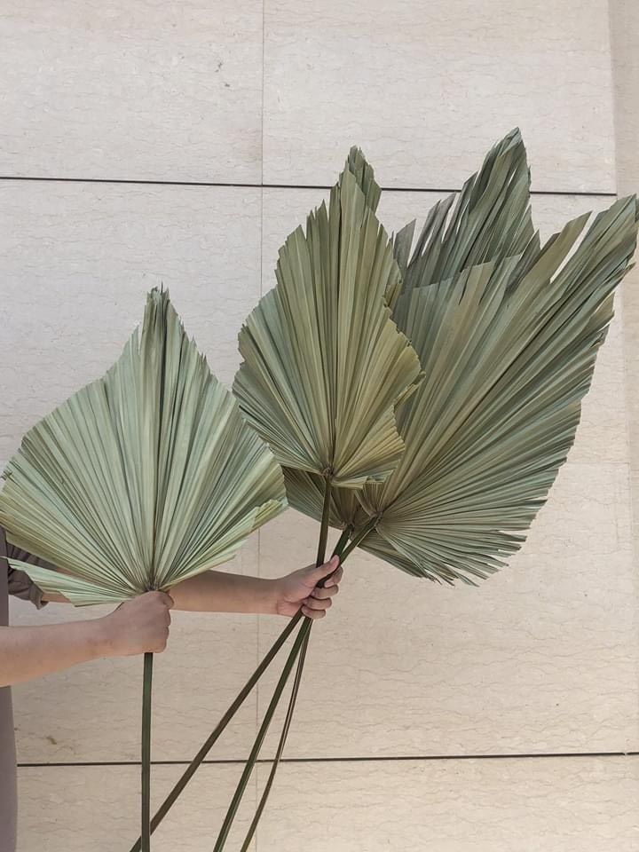 Lá cọ mềm- size M