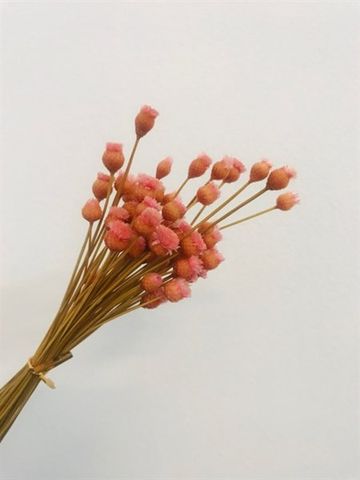 Cúc rơm-màu hồng