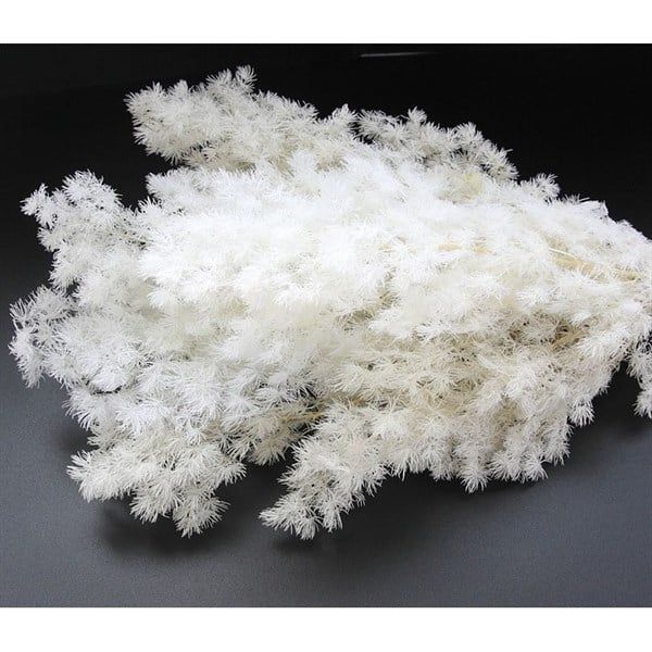 Preserved Asparagus Fern - White