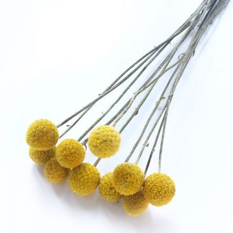 Billy buttons- màu tự nhiên