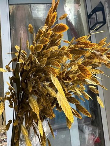 Cỏ Bromus (Chasmanthium Latifolium) - vàng