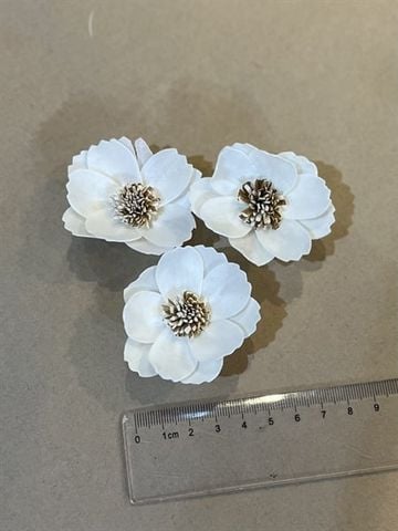 Sola Cosmos size 4cm - trắng nhụy nâu