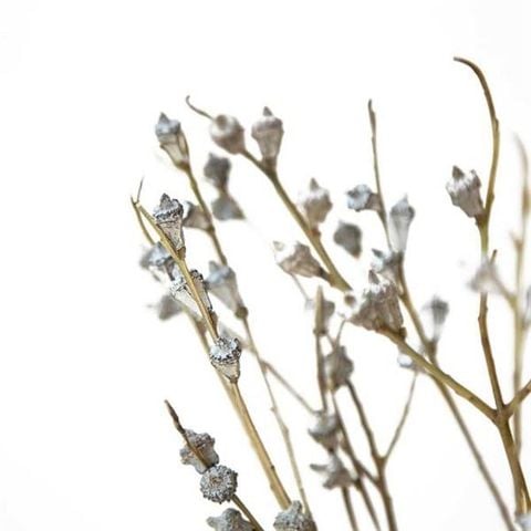 Nụ bạch đàn nhỏ