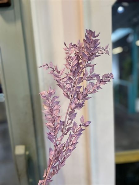 Lá chanh ý Ruscus màu tím