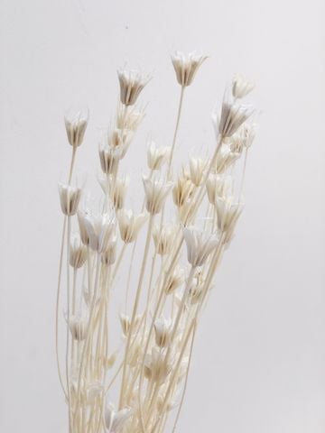 Hoa Nigella màu trắng