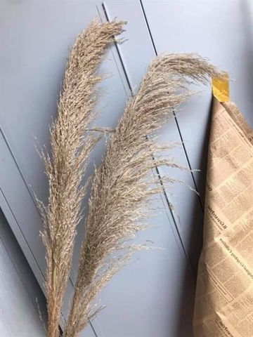 Cỏ lau rừng sợi rời-S- màu gốc (bông: 50-60 cm)