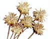Protea Plumosum-màu tự nhiên