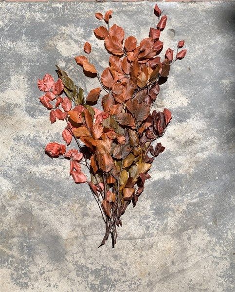 Lá hạt dẻ mùa thu (Swamp chestnut oak)