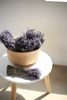 Hoa oải hương/Lavender