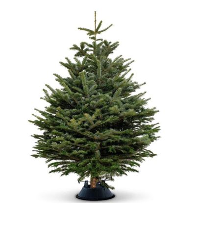 Cây thông tươi Đan Mạch 225-250cm (size 6)