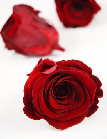 Hoa hồng preserved màu đỏ đậm -M (4-5cm)