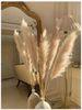 Cỏ lau-L-beige / Pampas grass