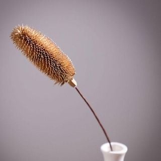 Hoa teasel-trắng