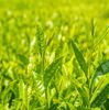 Dầu Tẩy Trang Innisfree Green Tea Cleansing Oil