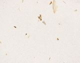  WHITE SHELLS BQ370 