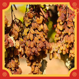 [TẾT Gift-Set 1] Hộp quà Tết Cao cấp - Nho khô nguyên cành Úc Premium