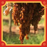 [Thompson Hộp quà 0,5kg] Nho khô nguyên cành Úc cao cấp Premium Thompson