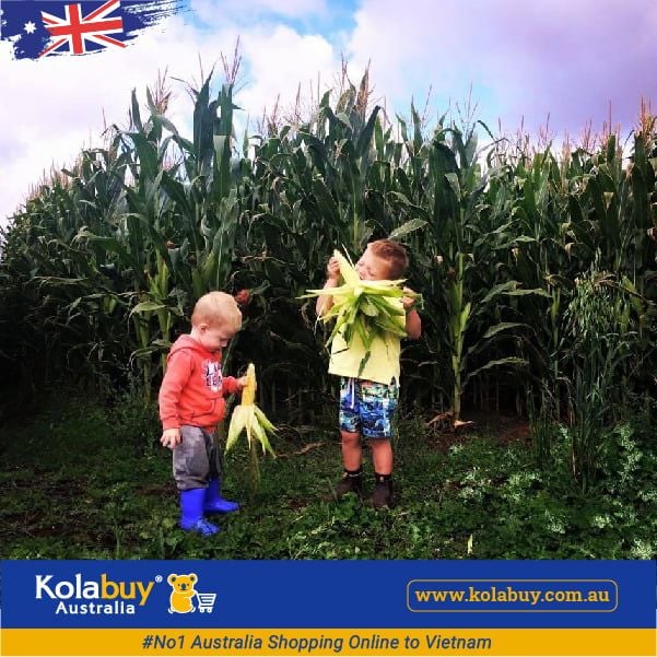 Tour Victoria - Cánh đồng Hoa hướng dương Sunflower Field