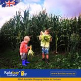 Tour Victoria - Cánh đồng Hoa hướng dương Sunflower Field