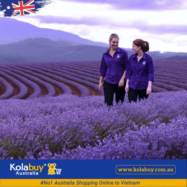 Tour Victoria - Cánh đồng Hoa oải hương Lavender Farm