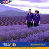 Tour Victoria - Cánh đồng Hoa oải hương Lavender Farm