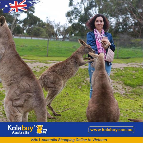 Tour Victoria - Khu nghỉ mát Đảo Phillip Island
