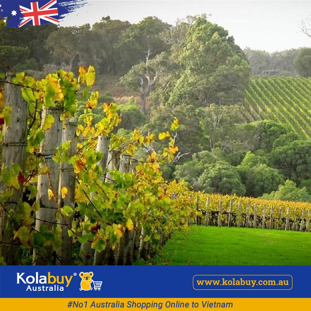 Tour Western Australia - Thung lũng Thiên Nga Swan Valley Western Australia