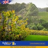 Tour Western Australia - Thung lũng Thiên Nga Swan Valley Western Australia