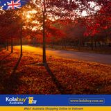 Tour Victoria - Mùa thu trên con đường Macedon Road