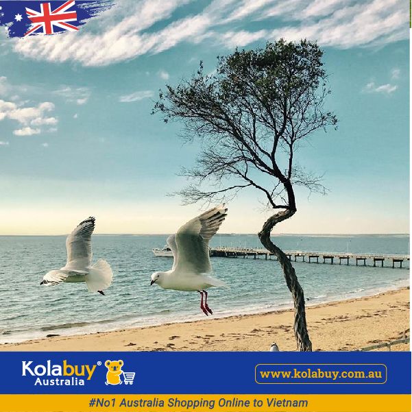 Tour Victoria - Khu nghỉ mát Đảo Phillip Island