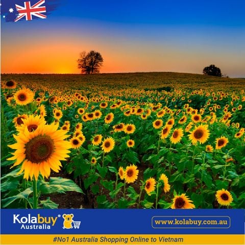 Tour Victoria - Cánh đồng Hoa hướng dương Sunflower Field