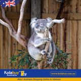 Tour Victoria - Khu nghỉ mát Đảo Phillip Island