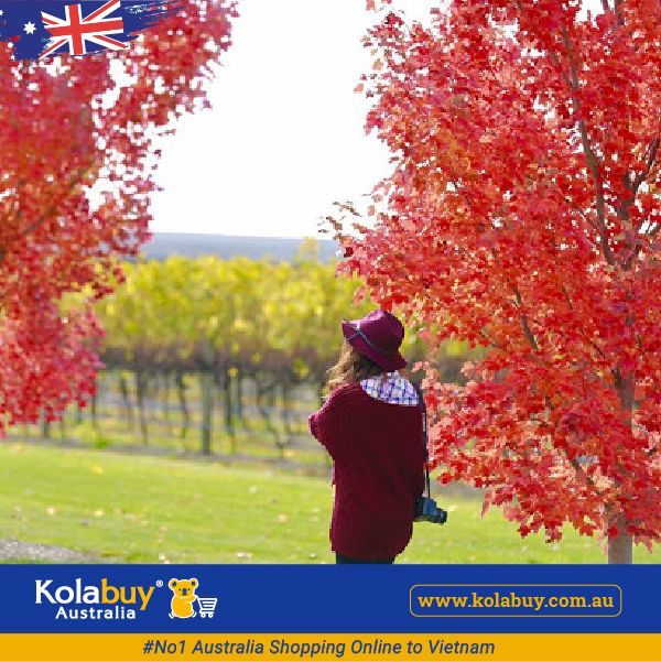 Tour Victoria - Thung lũng Yarra và Dãy Dandenong