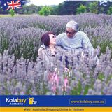 Tour Victoria - Cánh đồng Hoa oải hương Lavender Farm