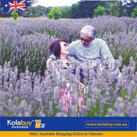 Tour Victoria - Cánh đồng Hoa oải hương Lavender Farm